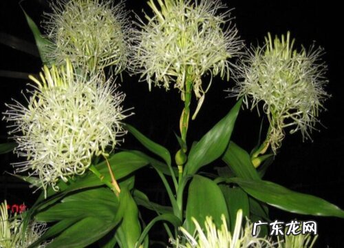 富贵竹开花什么预兆