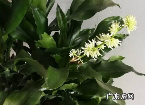 富贵竹开花什么预兆