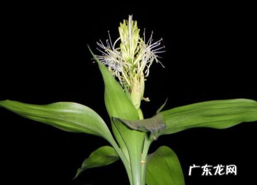 富贵竹开花什么预兆