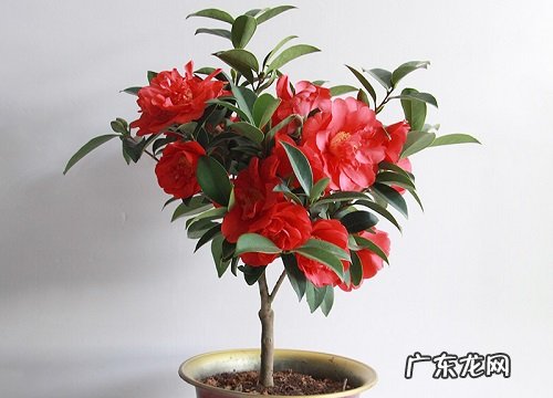 茶花怎么养护养护技巧