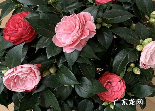 茶花怎么养护养护技巧