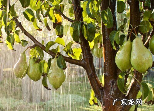 梨是热带水果吗