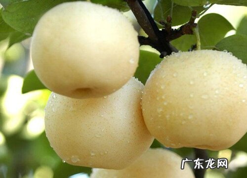 梨是热带水果吗