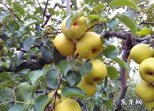 梨是热带水果吗