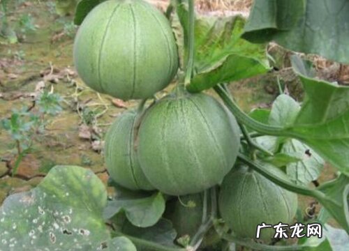甜瓜是热带水果吗