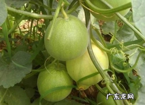 甜瓜是热带水果吗