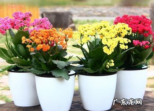 长寿花什么时候休眠