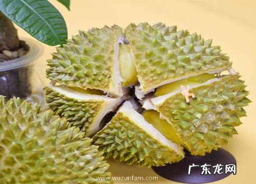 榴莲是热带水果吗