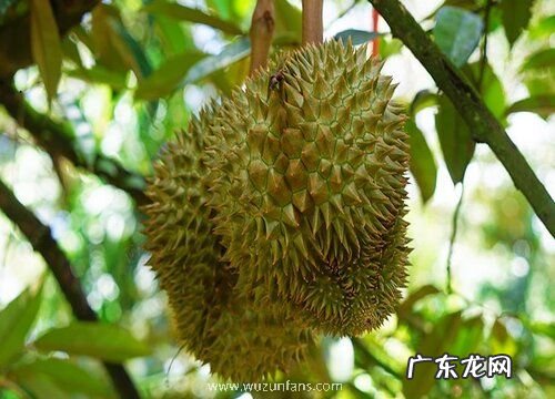 榴莲是热带水果吗