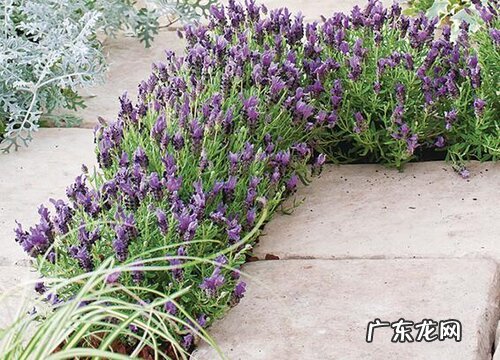 薰衣草好闻吗 怎么形容与描述薰衣草的味道