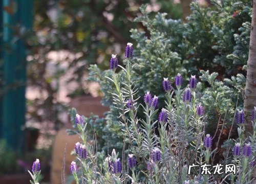 薰衣草好闻吗 怎么形容与描述薰衣草的味道