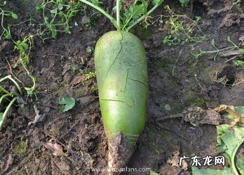 萝卜是哪里的特产