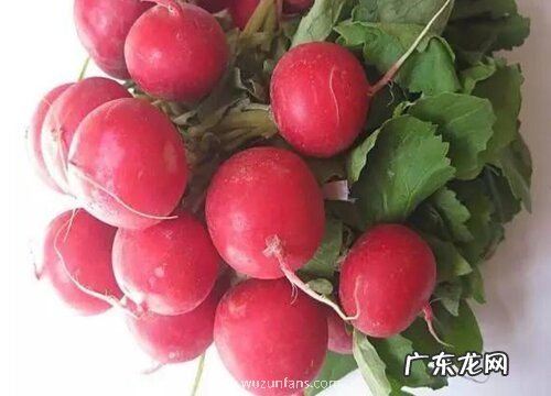 萝卜是哪里的特产