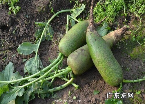 萝卜是哪里的特产