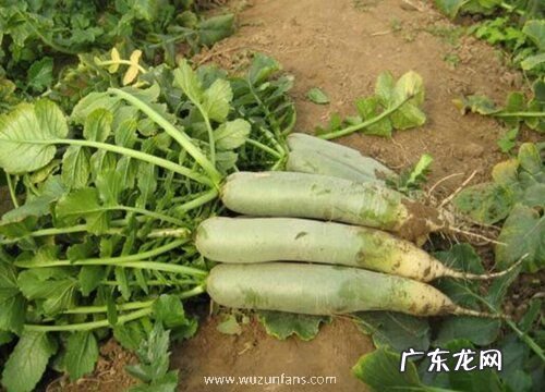 萝卜是哪里的特产