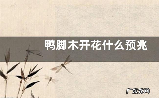 鸭脚木开花什么预兆