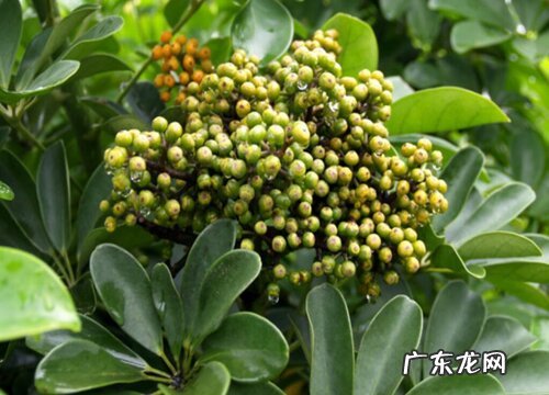 鸭脚木开花什么预兆