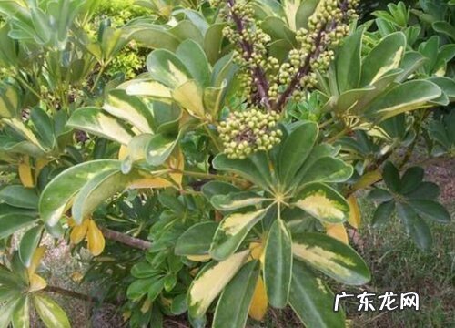 鸭脚木开花什么预兆