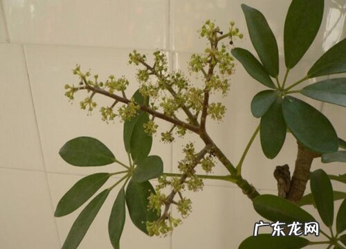鸭脚木开花什么预兆