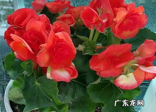 丽格海棠怎么度夏安全
