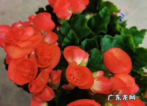 丽格海棠怎么度夏安全