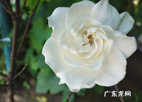 栀子花花语和寓意 象征着什么含义