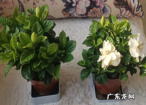 栀子花花语和寓意 象征着什么含义