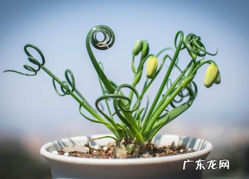 弹簧草什么时候休眠