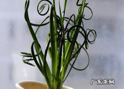 弹簧草什么时候休眠