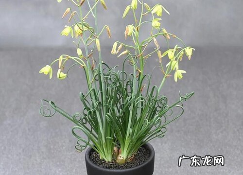 弹簧草什么时候休眠