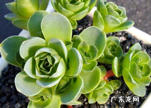 山地玫瑰怎么度夏安全