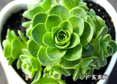 山地玫瑰怎么度夏安全