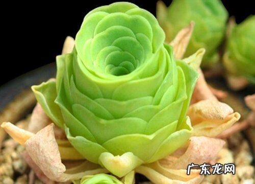 山地玫瑰怎么度夏安全