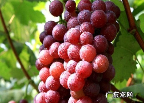 红提是热带水果吗