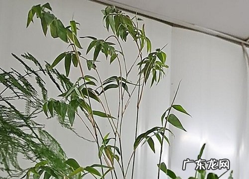 玉竹冬天会冻死吗