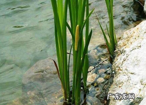 家里养菖蒲风水好吗