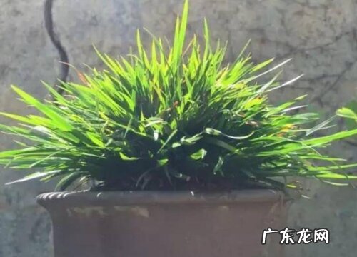 家里养菖蒲风水好吗