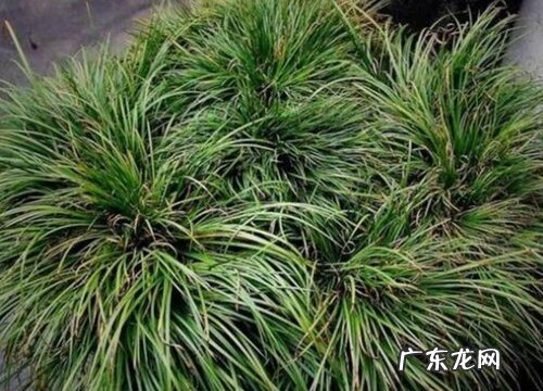 家里养菖蒲风水好吗