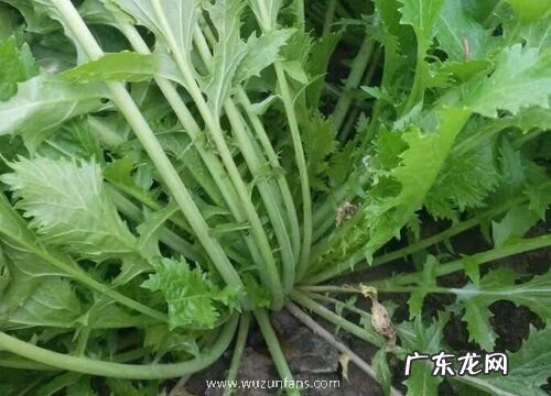芥菜种植时间和方法