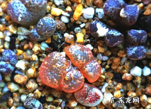 肉锥怎么度夏安全