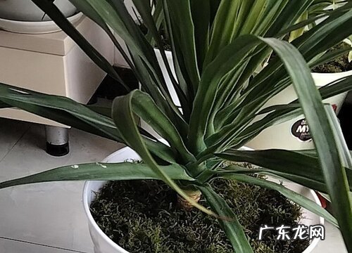 龙血树多少钱一盆