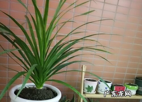 龙血树多少钱一盆