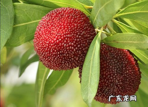杨梅是热带水果吗