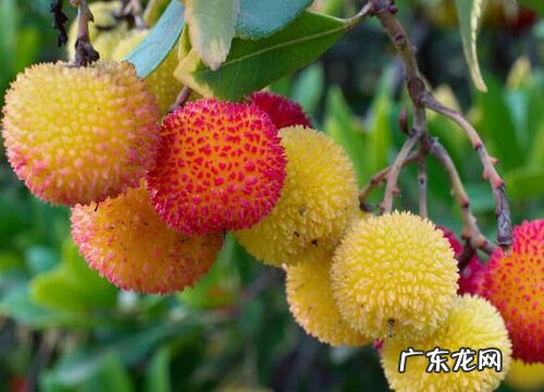 杨梅是热带水果吗