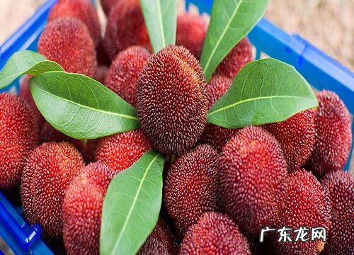 杨梅是热带水果吗