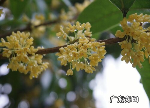 桂花多少钱一盆