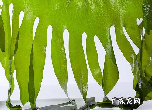 海带是裸子植物吗