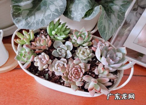 多肉什么时候休眠