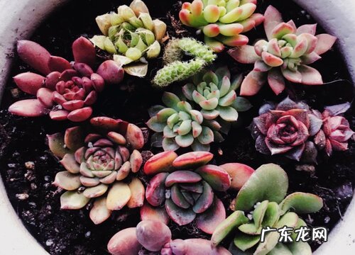 多肉什么时候休眠