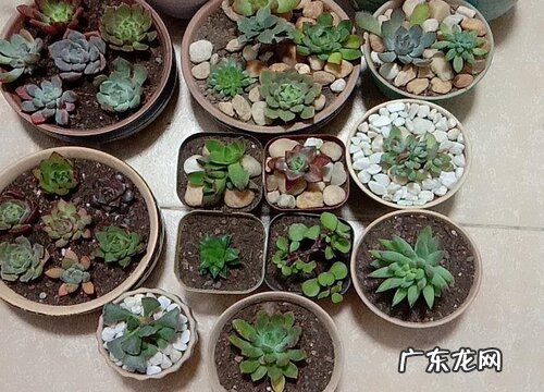 多肉什么时候休眠